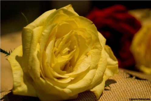 a-light-yellow-rose-ajaytao