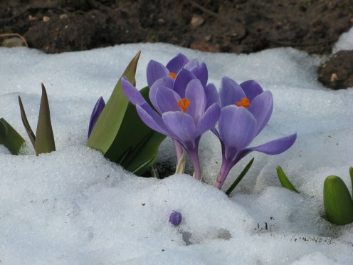2509-ostern-flower-winter