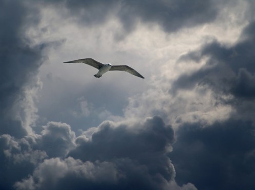 4_in_the_free_flight