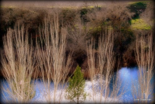 Chopos junto al Río Tajo en Invierno