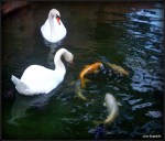 cisnes