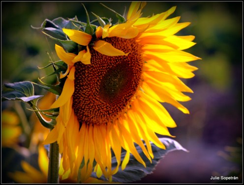 girasol