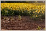 girasoles