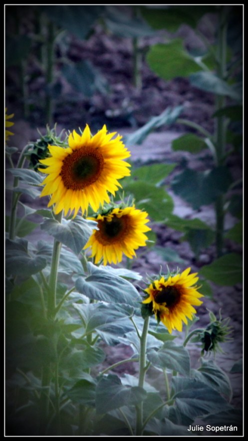 girasoles1