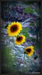 girasoles1