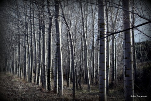 los chopos en invierno