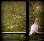 Tórtola en la&nbsp;ventana