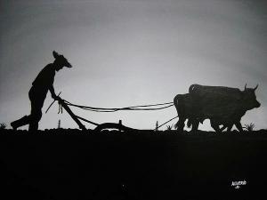 arando-con-bueyes-edwin-alverio
