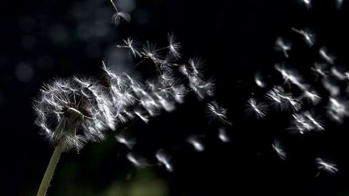 378556039-vilano-diente-de-leon-asteraceae-soplar