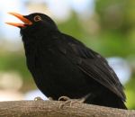 1-4_coaly_bird
